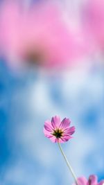 Close-up of pink cosmos flower