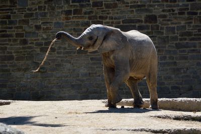 Side view of horse in zoo