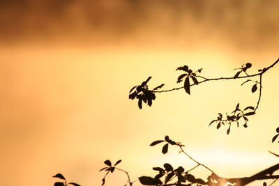 Plant against sky at sunset