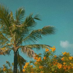 Low angle view of coconut palm tree against blue sky