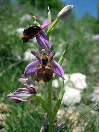 Close-up of purple flowering plant