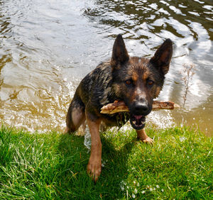 Dog in the lake