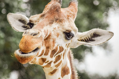 Close-up of giraffe