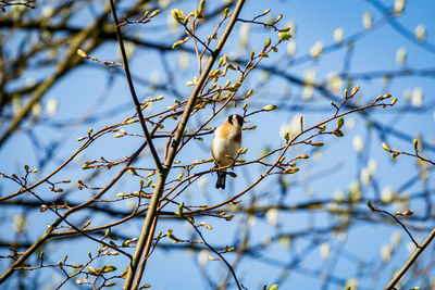 Low angle view of a bird perching on branch