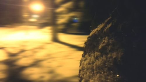 Close-up of illuminated tree