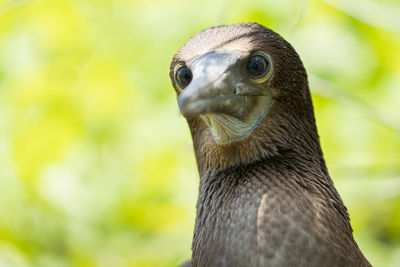 Close-up of a bird looking away