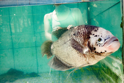 Close-up of duck swimming in pool