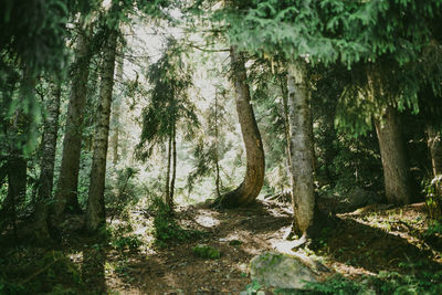 Trees in forest