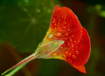 Close-up of wet red rose flower