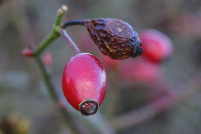 Close-up of rosehips.