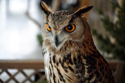 Close-up portrait of owl
