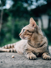 Close-up of a cat looking away