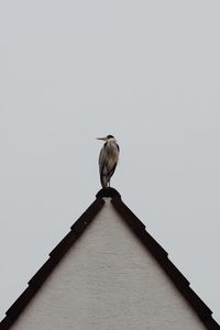 Low angle view of bird perching on wall against clear sky