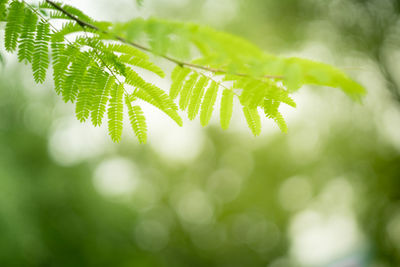 Close-up of green leaves on tree