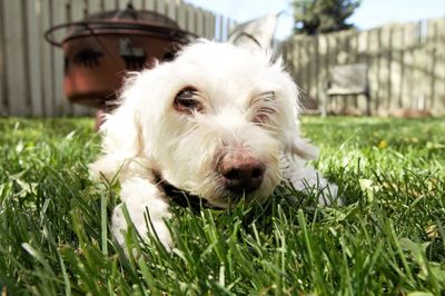 Close-up portrait of a dog on field