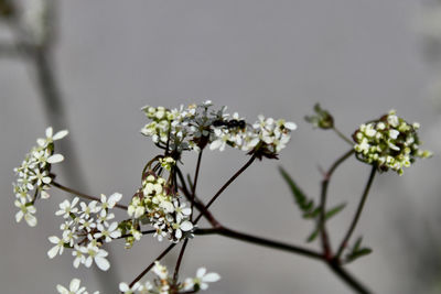 Close-up of white flowering plant