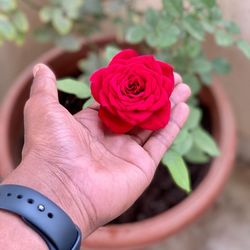 Close-up of hand holding rose bouquet