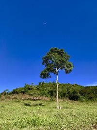 Tree on field against clear blue sky
