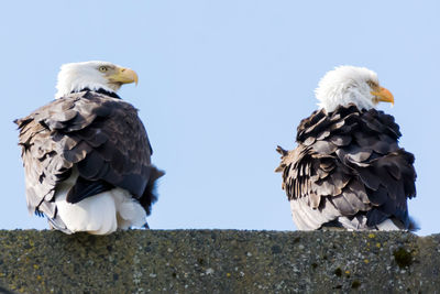 Low angle view of birds perching on ground against sky