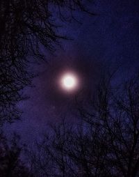 Low angle view of trees against sky at night