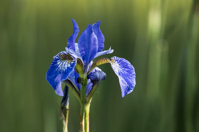 Close-up of purple iris flower