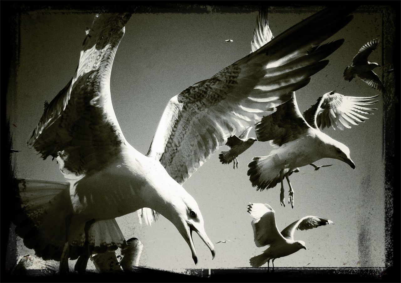 bird, transfer print, animal themes, animals in the wild, wildlife, spread wings, auto post production filter, flying, low angle view, one animal, perching, pigeon, full length, day, sunlight, nature, outdoors, animal wing, no people