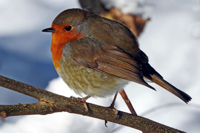 Close-up of bird perching on branch against sky