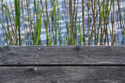 Wooden fence against plants