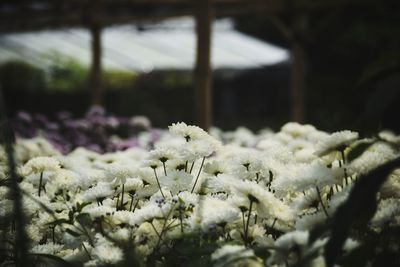 Close-up of white flowering plants during winter
