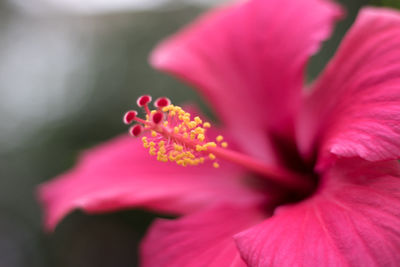 Close-up of pink hibiscus blooming outdoors