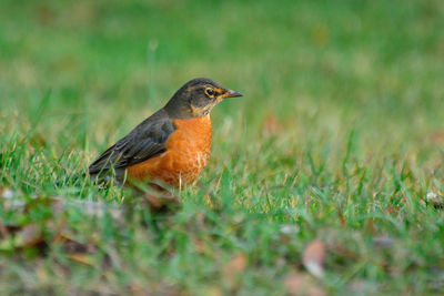 Bird perching on a field