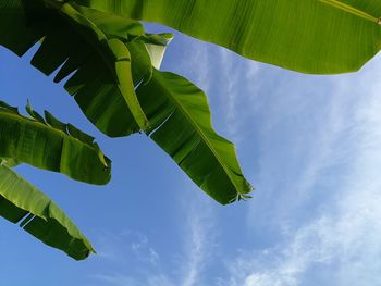 Low angle view of green banana leaves against sky
