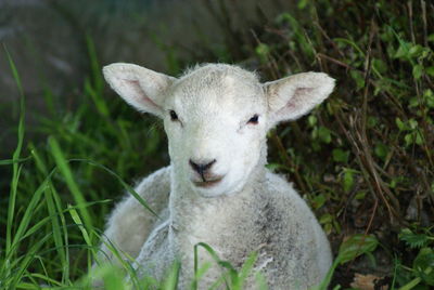 Close-up portrait of sheep on land