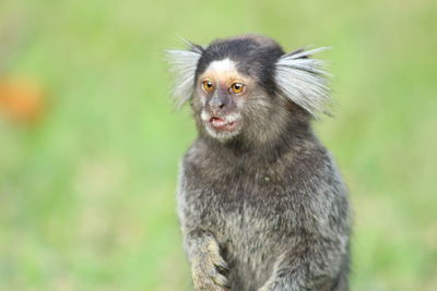 Portrait of monkey looking away