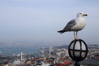 Seagull perching on a city