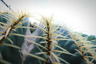 Close-up of plants against the sky