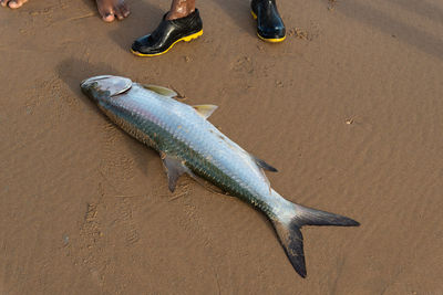 Tarpon fish, megalops atlanticus, caught by fishermen. sea food. marine fishing.