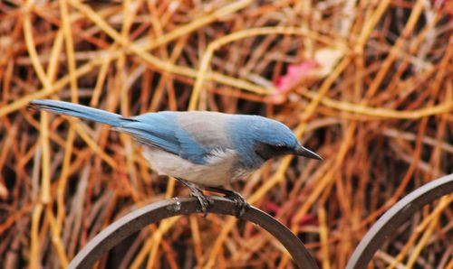 Close-up of bird