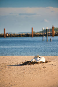 View of seagull on beach