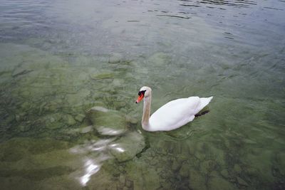 High angle view of swans swimming in lake