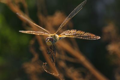 Close-up of damselfly on plant