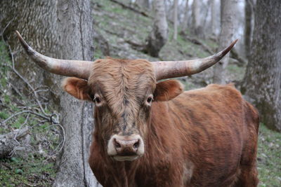 Portrait of cow against trees