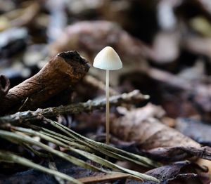 Close-up of mushroom growing outdoors