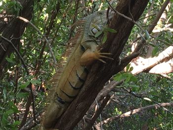 Low angle view of lizard on tree