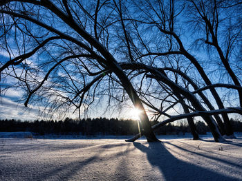 Bare trees against sky during sunset