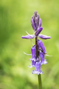 Close-up of purple flowering plant