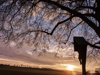 Low angle view of trees against sky during sunset