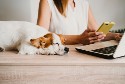 Young woman working on laptop at home, cute small jack russell dog besides