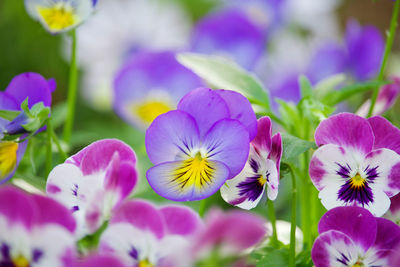 Close-up of purple flowering plants