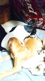 Dog sleeping on bed